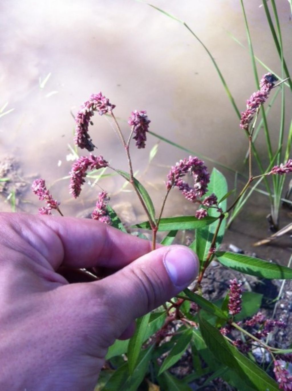 Persicaria sp.